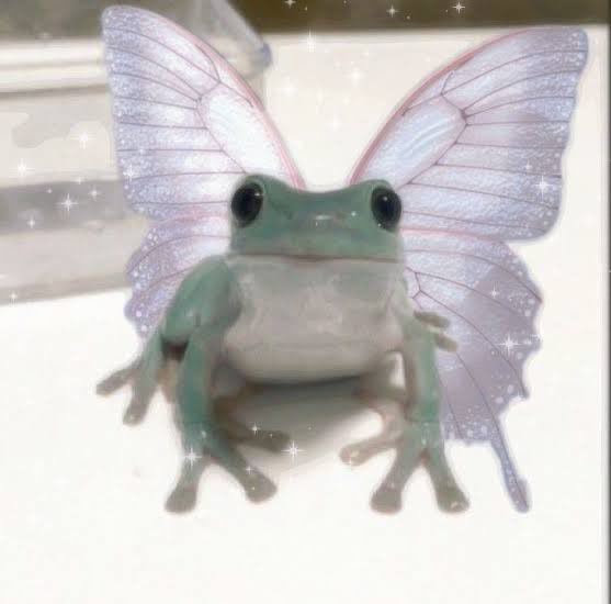 Fairy Frog Fart tweet media