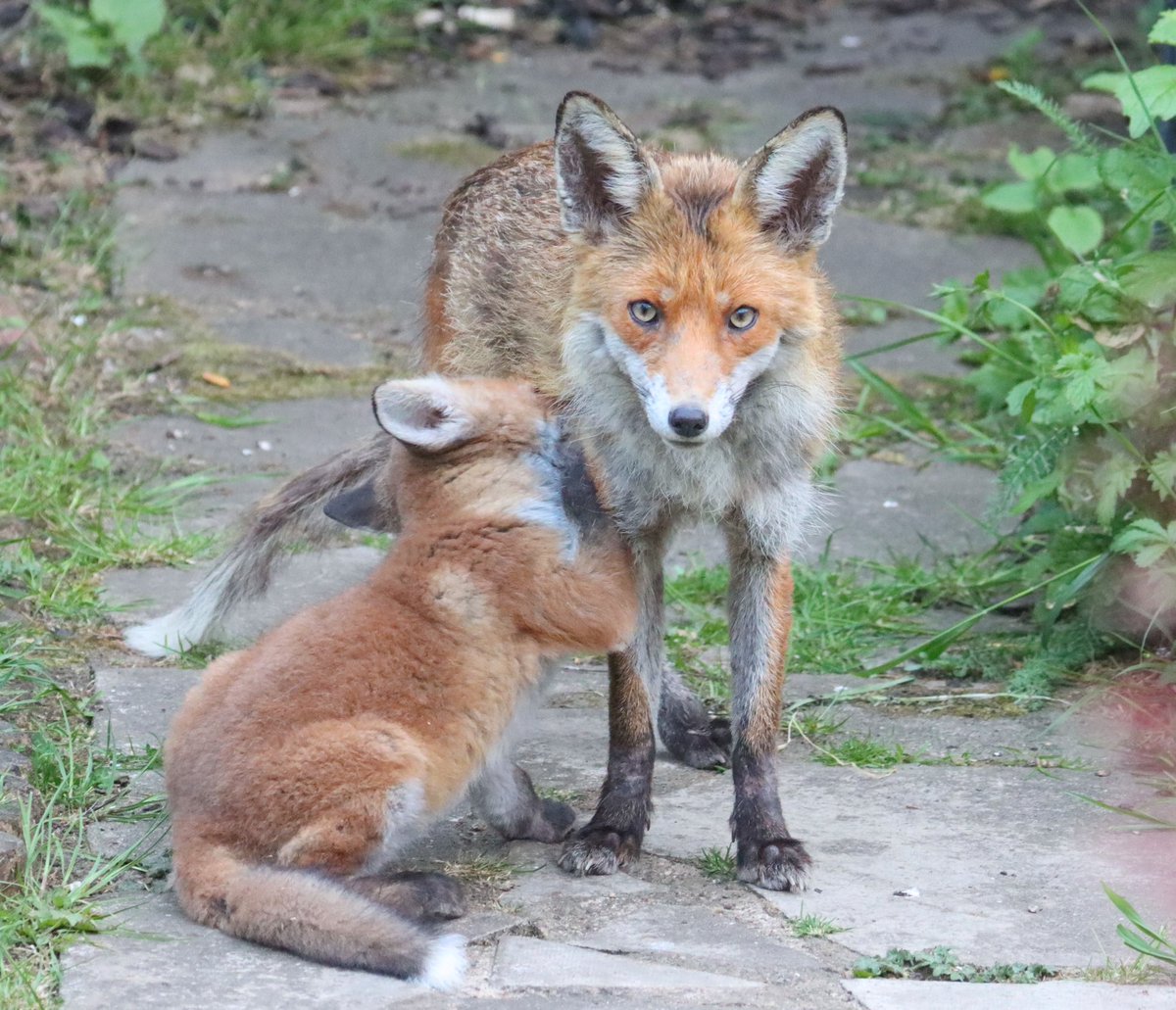 NickDunbar77's tweet photo. So Cute 😍🦊
@SallyWeather @WildlifeMag @BBCSpringwatch @ChrisGPackham #FoxOfTheDay @ThePhotoHour #FoxCub #Nature https://t.co/eLK3wdaxUe