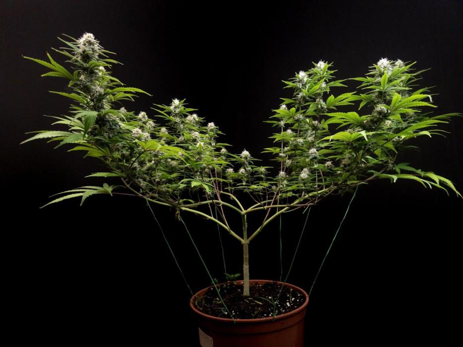 spliffseeds's tweet photo. Zkittlez 
📸:BudMastero
#spliffseeds https://t.co/iQ2jzHVXsL