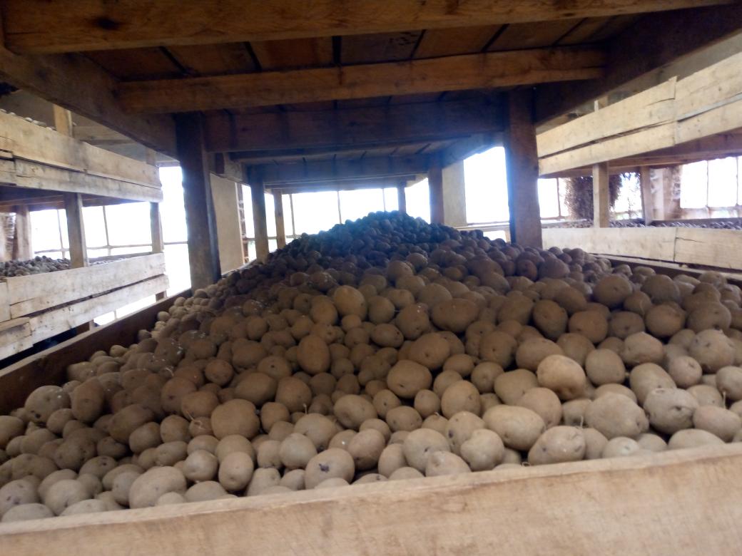 RightCohen's tweet photo. 💡High-quality Irish potato seeds for planting this season are available.... 

Place in your orders now! https://t.co/liRAShP6cP