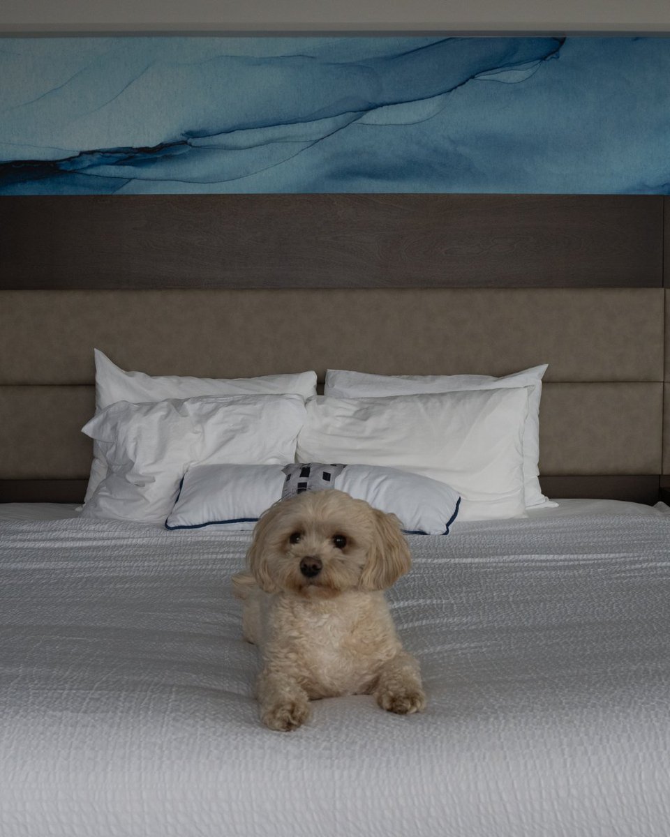 coasthotels's tweet photo. Summer plans, sorted. 🐾

Coast Rewards Members save 25% on stays of 2+ nights with our Coast into Summer offer. Book by May 31, travel through Aug 27.

Not a member? Free to join → https://t.co/RZfqfM2L87
#NoPlaceLikeCoast #CoastIntoSummer https://t.co/9KdfjfzIxW