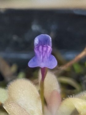ニコライ(食虫植物・古墳) tweet media