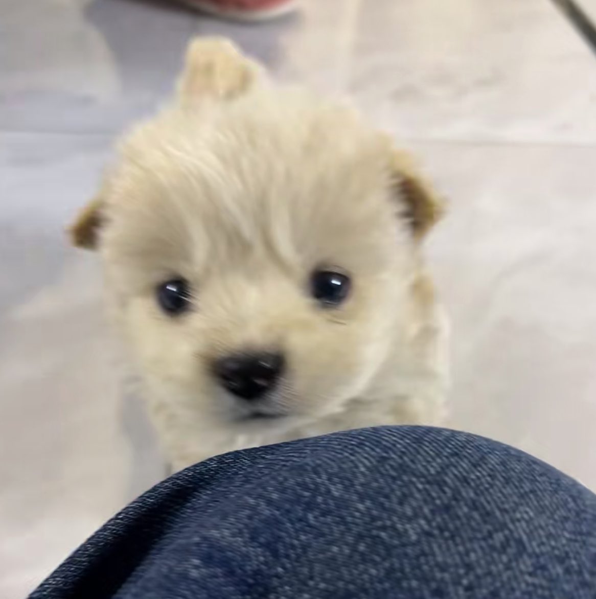 Gyeoul_wt's tweet photo. 애기때는 더 강아지같네 이런🥹 https://t.co/9mFwUqd83H