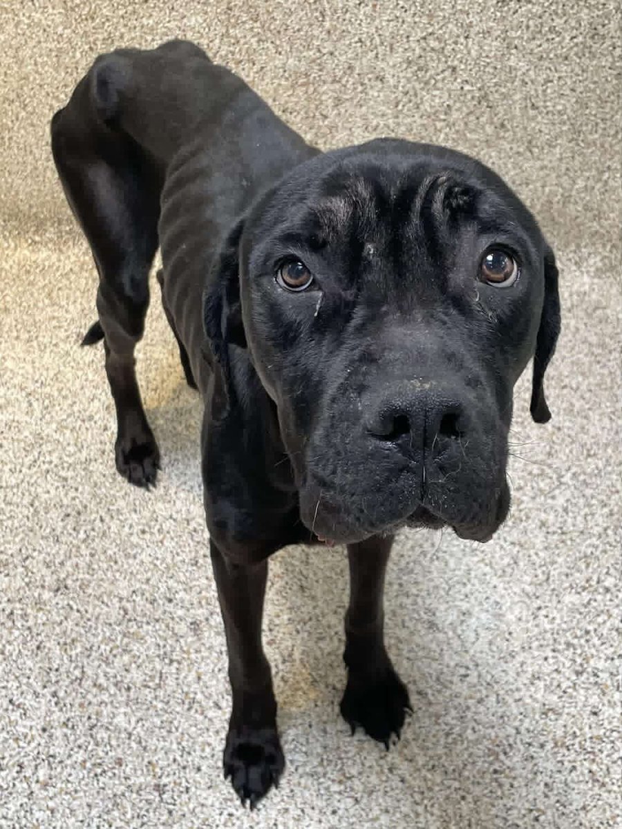 joey_tuccio's tweet image. “The dogs on Skid Row are not neglected” - @MayorOfLA 

Here’s a skeletal dog that was just rescued from Skid Row that was neglected, abused and starved.