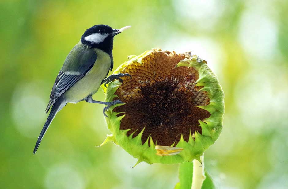 Give A Shit About Nature tweet media