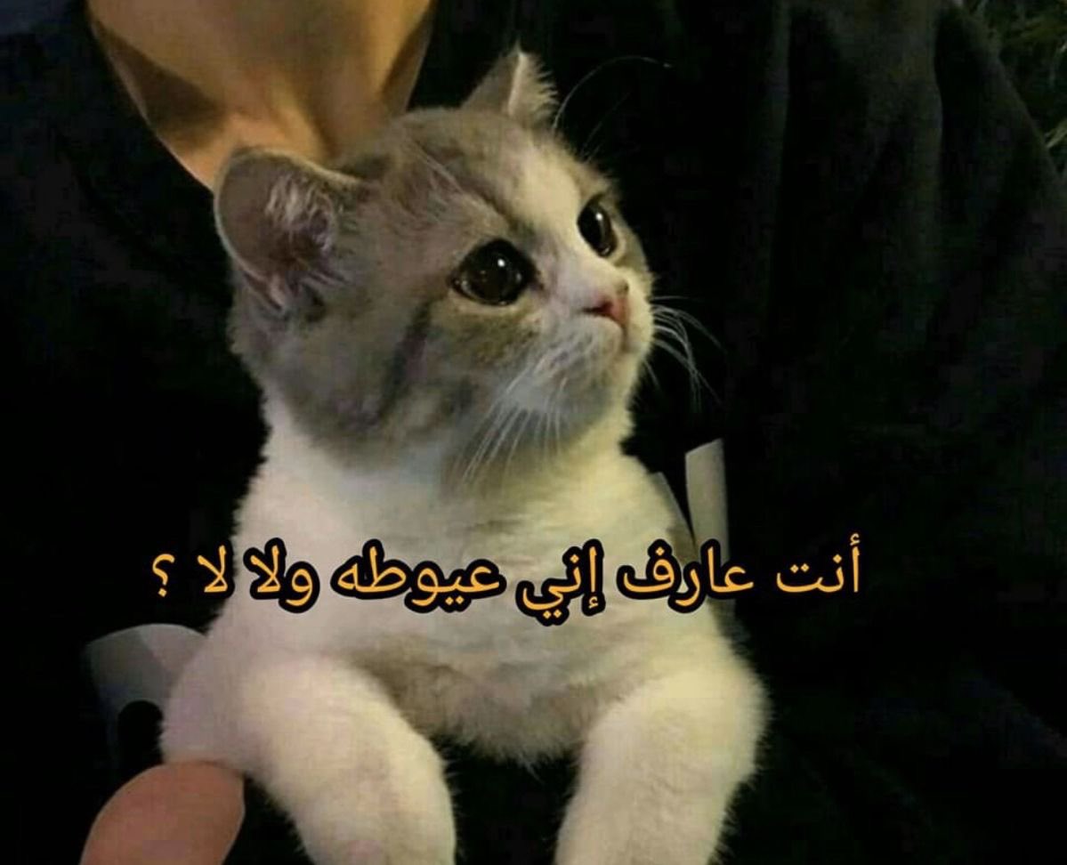 ثــراء ᥫ᭡ tweet media
