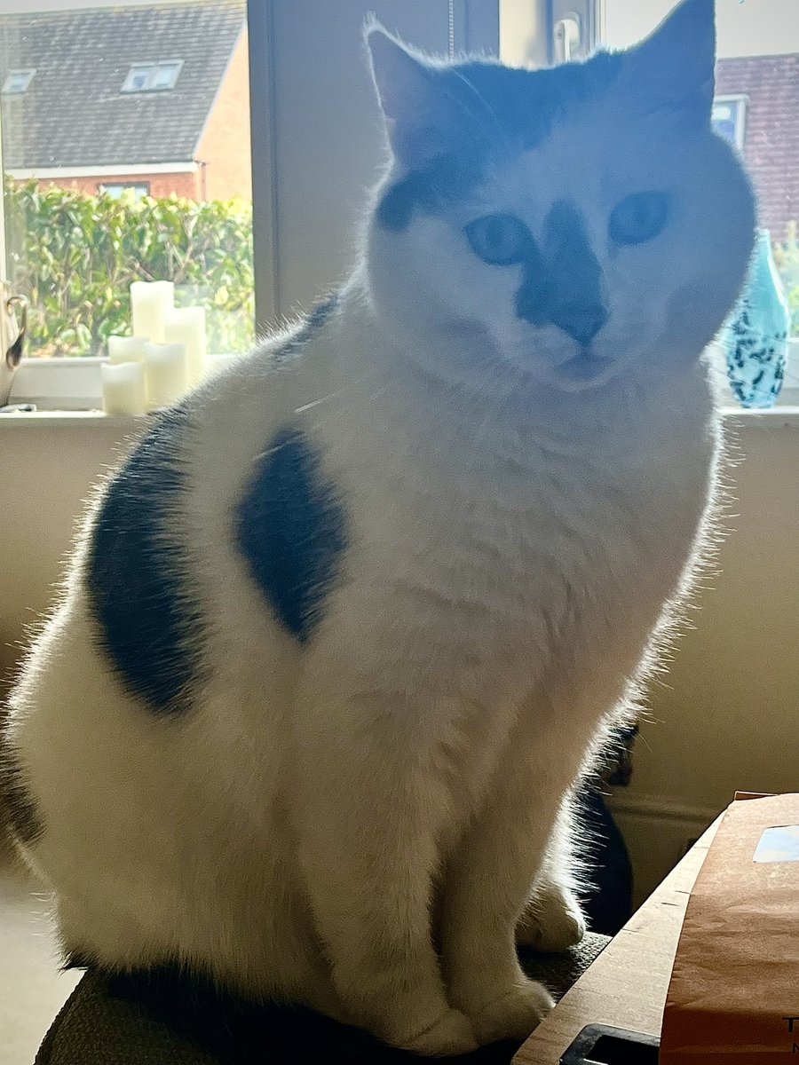 Winnierescuecat's tweet image. So what have you been up to today?  I hope it means treats have been brought home for me.  #cat #monday #BankHoliday #treats 😺😺😺🏡🏡🏡🐾🐾🐾🍪🍪🍪😺😺😺
