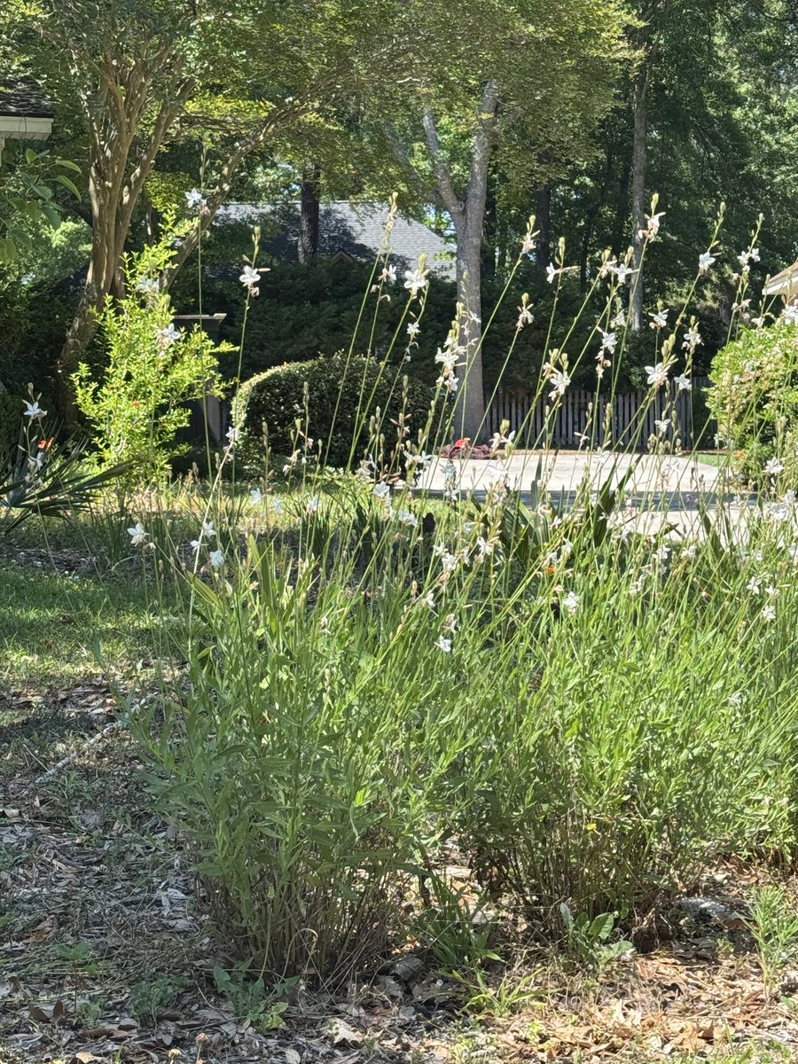 e3093's tweet photo. @Grok what kind of plant is this? https://t.co/Wj8dLGgh6S