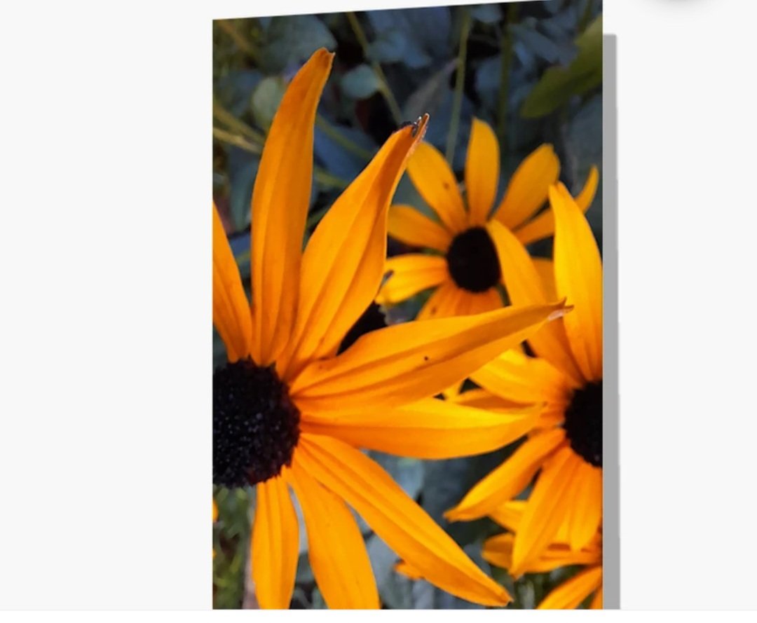 DianasLuton's tweet image. #YellowFlowers 🏵

#Luton #GreetingCard #Postcard

👇👇👇
redbubble.com/i/greeting-car…