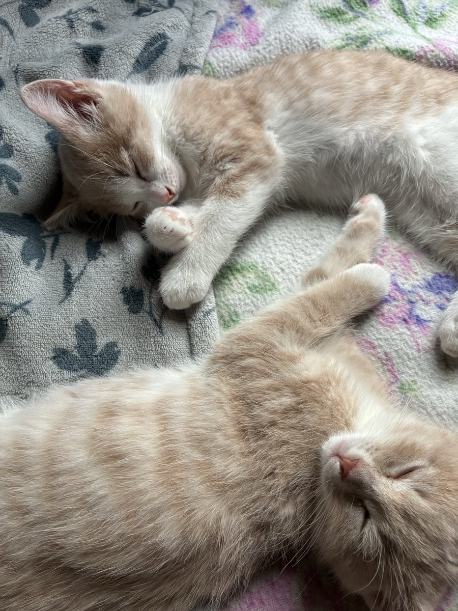 ibraherasmodeus's tweet image. when your heart is full and you want to share #kittens
