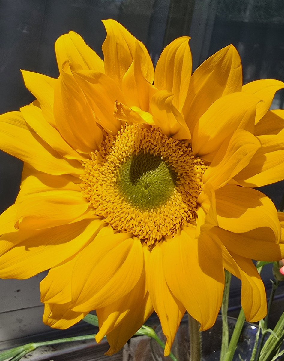 maribe11a's tweet photo. 🌻✨️💫🌞 https://t.co/5IvVSdvRJ8