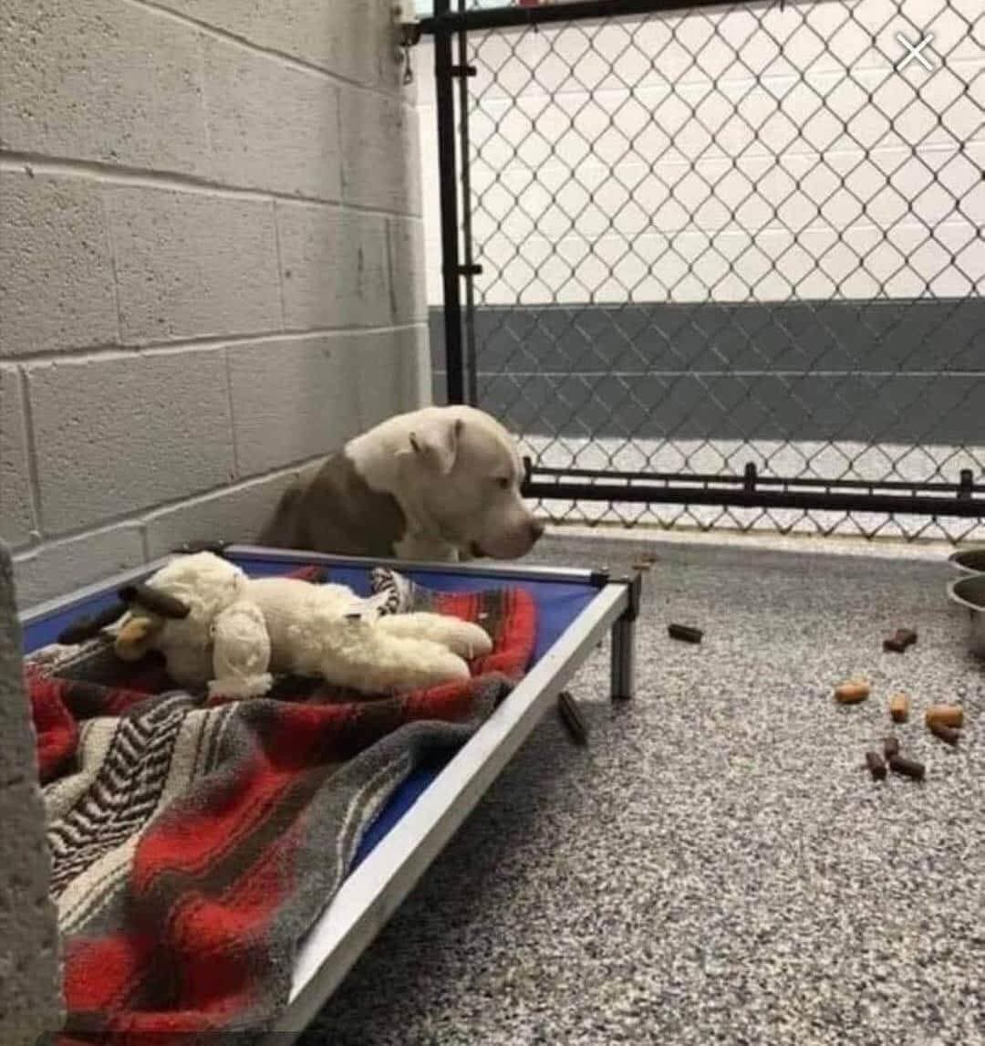Quando il tuo cane arriva in canile perché ti sei 
stancato di lui e non lo vuoi più tenere, 
o nella nuova casa non permettono 
animali, o ti sta nascendo un figlio...
QUESTO È QUELLO CHE FANNO!!! 

Si siedono lì in attesa che tu torni
Per ore, giorni, mesi, anni. 
⬇️