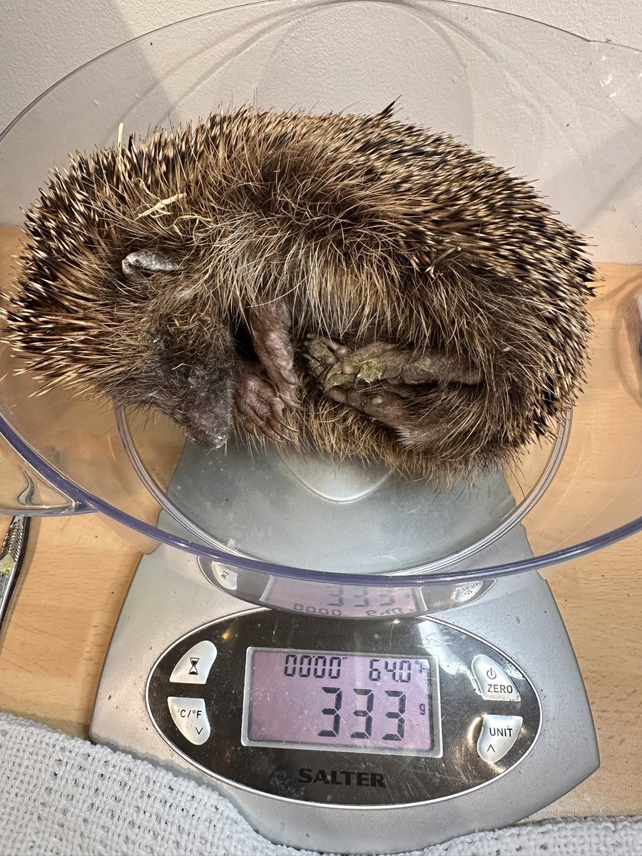 (⫩)Helen Hedgehogs 🦔 tweet media