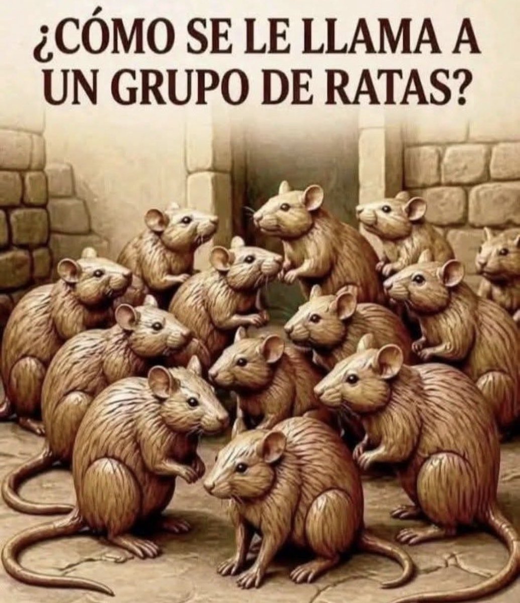 Alice_mex7's tweet photo. #BastaDeAcoso
Aquí una imagen del 
#GrupoDeChoque de #MrDoctor
Así se agrupan para humillar y doxear !! Se encuentran en grupos por X y por otras redes y son peligrosos ! 
Comunidad de @XMexico  tengan cuidado !
 Todos se @ y se comentan entre ellos .. su objetivo es todo aquel que piense lo contrario a su líder sectario !
Llevan más de un año intentando destruir a @Grafocafe  por órdenes de su amo !
 Ojalá @XMexico @X  ya ponga ojo en estos #AcosadoresDigitales