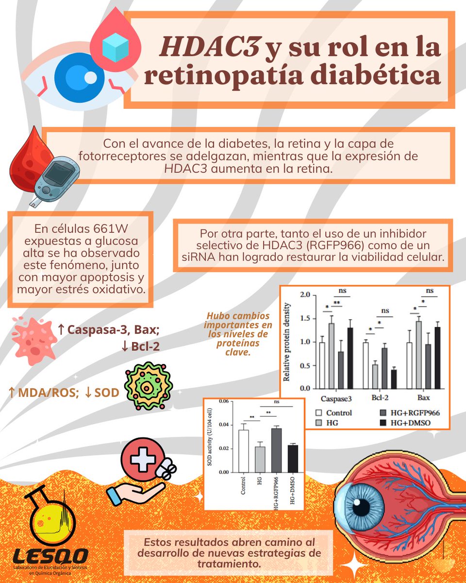 👁️Recientemente se ha estudiado el rol de HDAC3 en la retinopatía diabética; los resultados podrían abrir la puerta a nuevas estrategias terapéuticas para tratar y/o prevenir la ceguera en pacientes diabéticos. Información completa en: doi.org/10.1155/jdr/57…