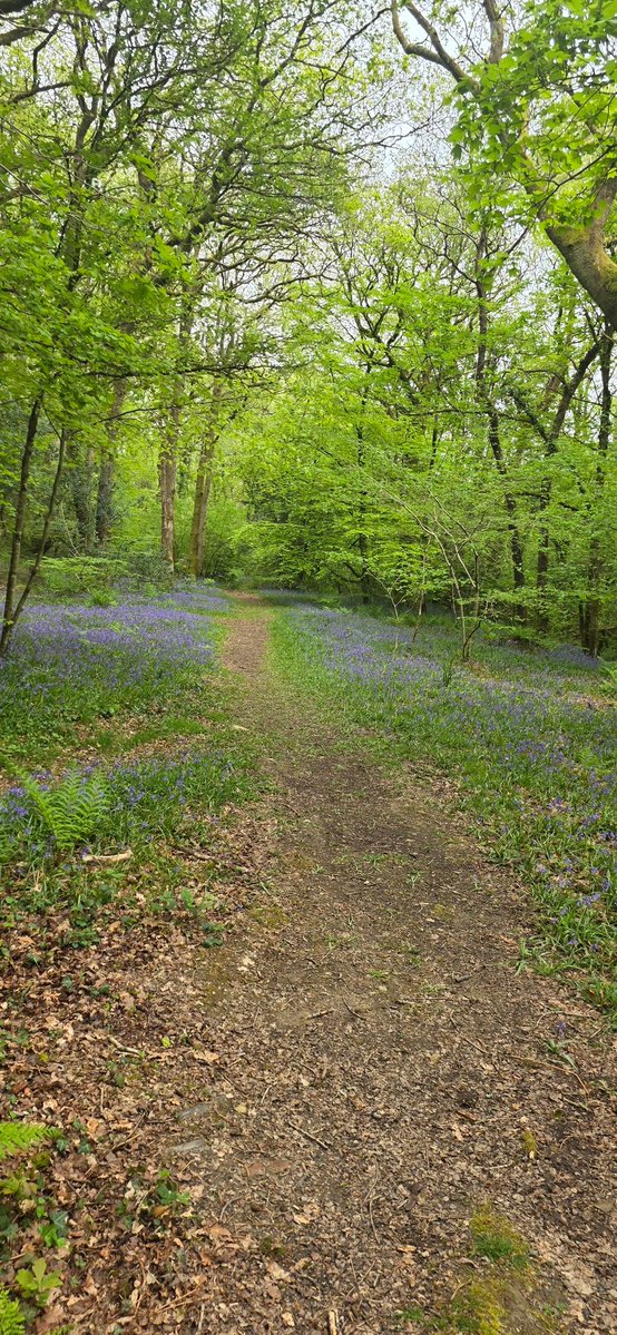 mrss009's tweet image. Forest walks 🌳

A sea of blue bells 

#Forest #walks #bluebells