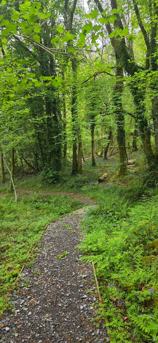 mrss009's tweet image. Forest walks 🌳

A sea of blue bells 

#Forest #walks #bluebells