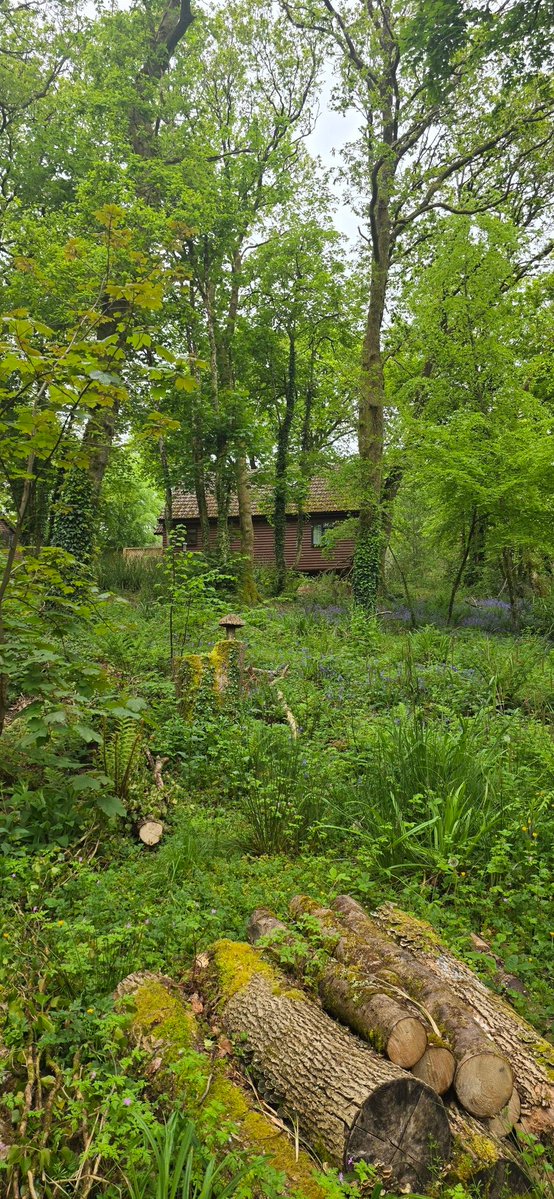 mrss009's tweet image. Forest walks 🌳

A sea of blue bells 

#Forest #walks #bluebells