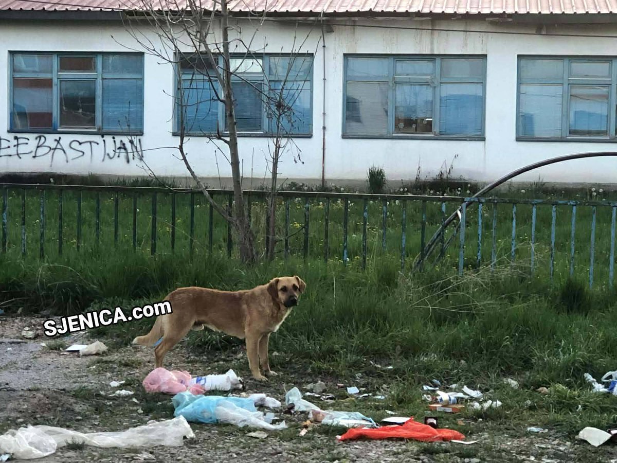 Sjenicacom's tweet photo. OBRATI PAŽNJU. PAŽNJA, PAŽNJA. Centar grada Sjenica! Pogodite đe? Prijeti nam zaraza, prolivi, povraćanja a izgleda i bijes gladnih životinja koja se vrzmaju tuda i samo je pitanje vremena kad će nas napasti jer su gladni a verovatno i zaraženi. 
👇🏼 https://t.co/wfGUnxtURI