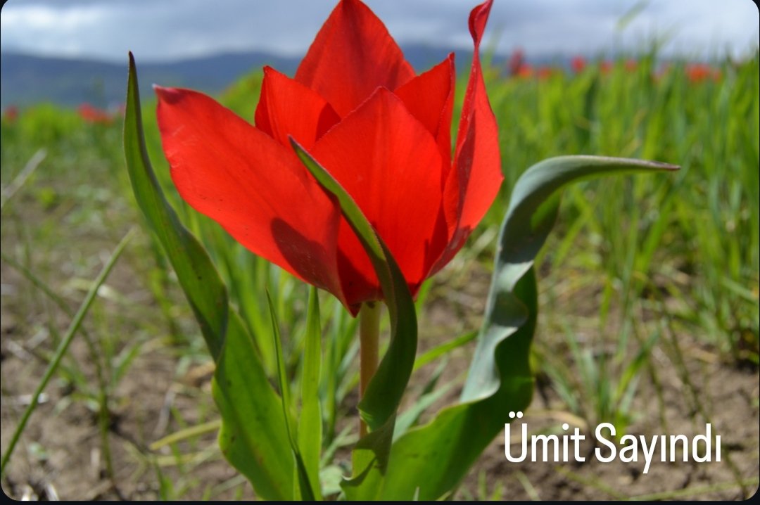 umitsayindi's tweet photo. Muş Ovası 
#Lale  #muşovası #muşlalesi #muş #laletarlası #bahar #çiçekler #doguanadolu #naturephotography #flowers #springvibes #keşfet #kesfet #kesfetteyiz #kesfetbeni #explorepage #photooftheday #picoftheday #instagood #earthpix #naturelovers
#musplains #tulips #wildtulips https://t.co/oZKWP0qh40
