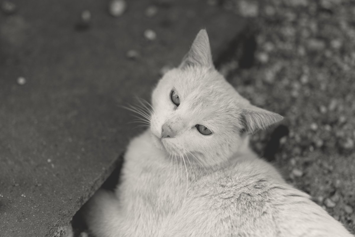 StefanLoper's tweet image. #monochrome #photography #blackandwhitephoto #bnw #bnwphotography #blackandwhitephotography #monochromephotography #photographer #blackandwhite #blackandwhiteportrait #portraitfotografie #photooftheday #Hallesaale #nikon #Z5 #portraitshooting #portraitfotografie #fotoshooting