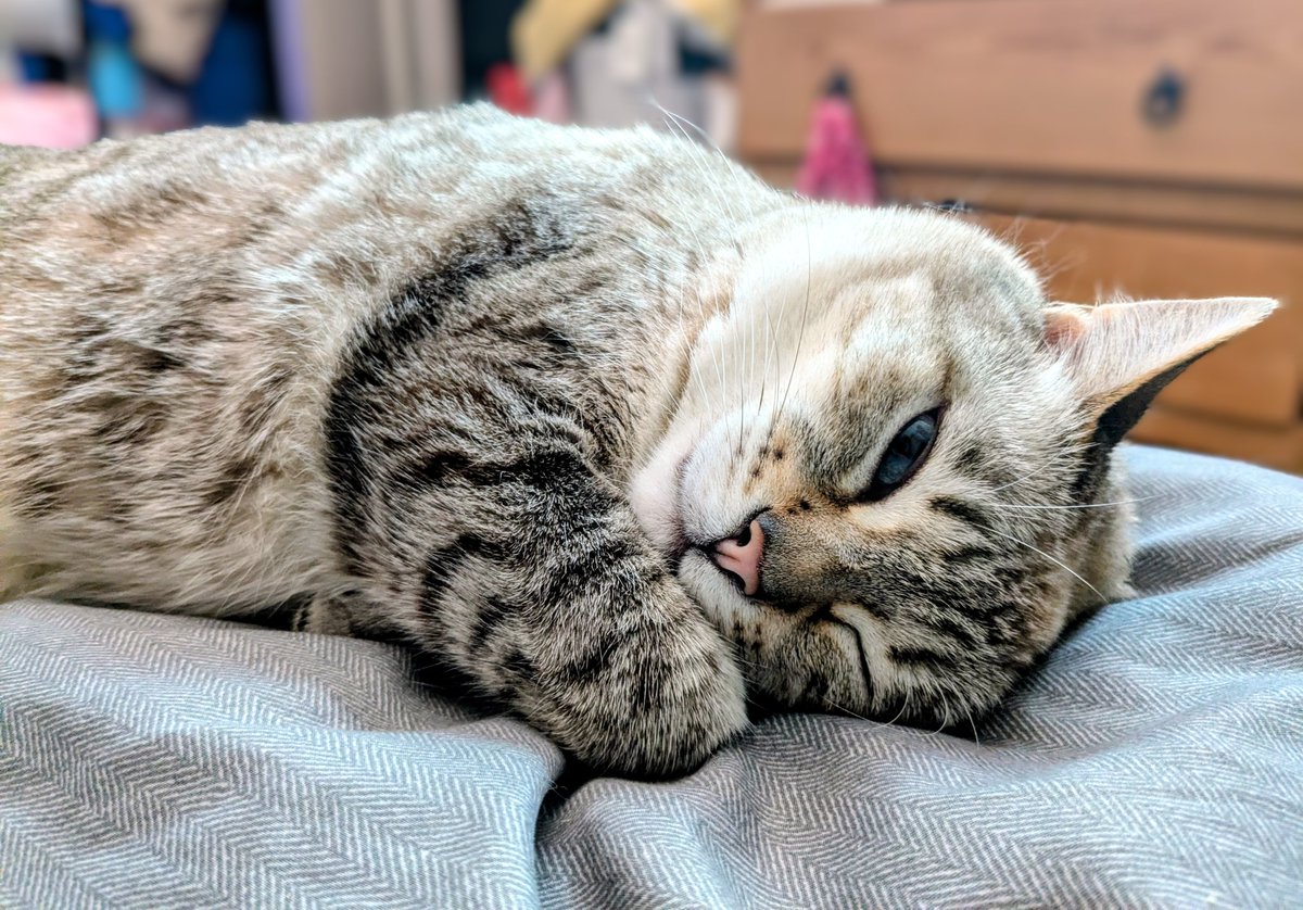 catpow3r tweet media