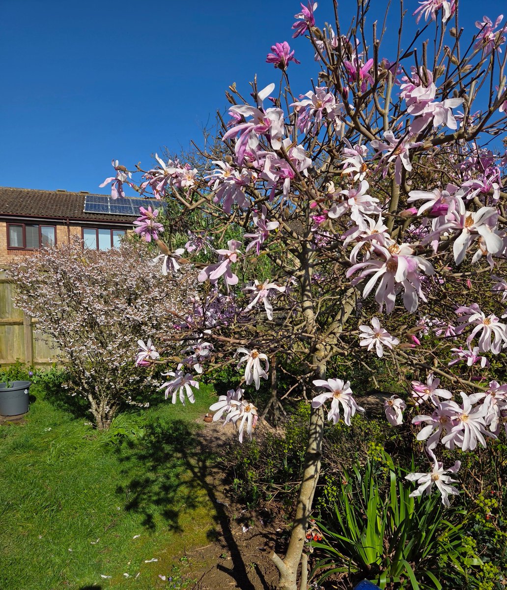 judiyellow's tweet photo. @GardensHour
For Star Wars day I think our Magnolia Stellata fits the brief https://t.co/Gl24m99RTn