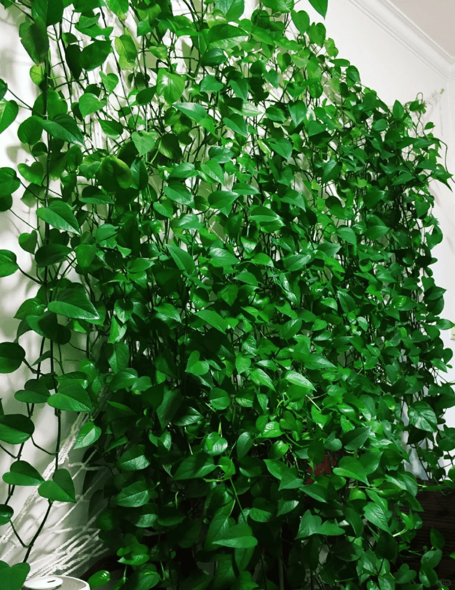 rmckeen713's tweet image. " Keep your pothos happy! Bright indirect light + water when top 2 inches of soil are dry = lush vines. Perfect for new plant parents! #PlantCare #IndoorPlants"