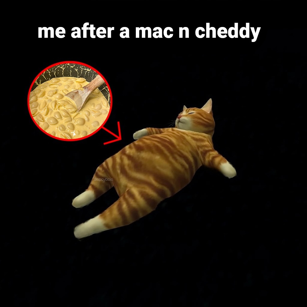 Punch Cat tweet media