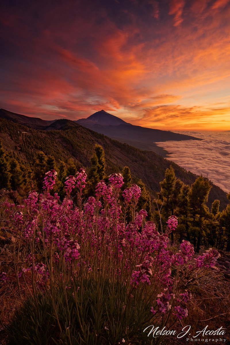 Atardecer del sábado con los alhelí del Teide como testigos 🌷🌷🌷