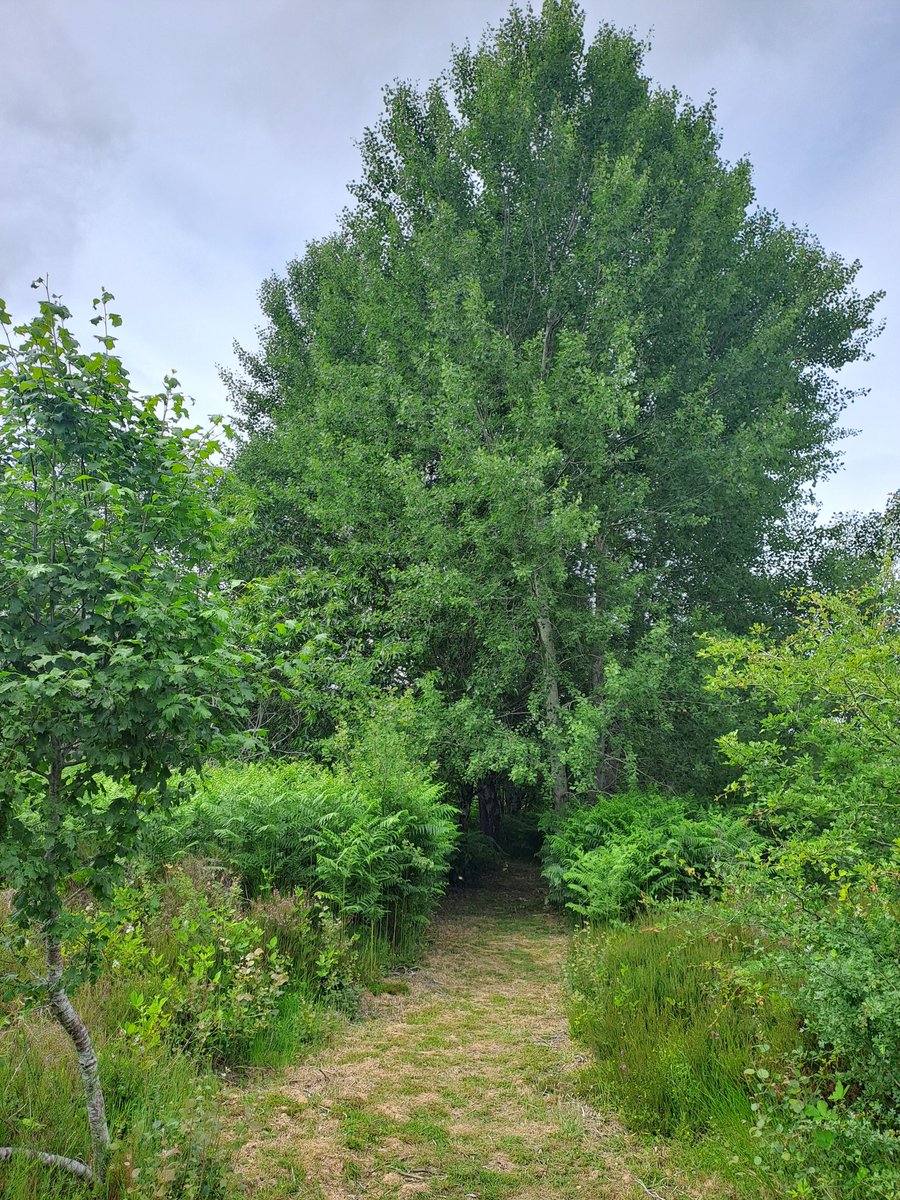 Martin16FR's tweet image. Backyard pathways and portals 
🌳🌲🌿💚
#TreeClub #Nature #Forest 
#rewilding