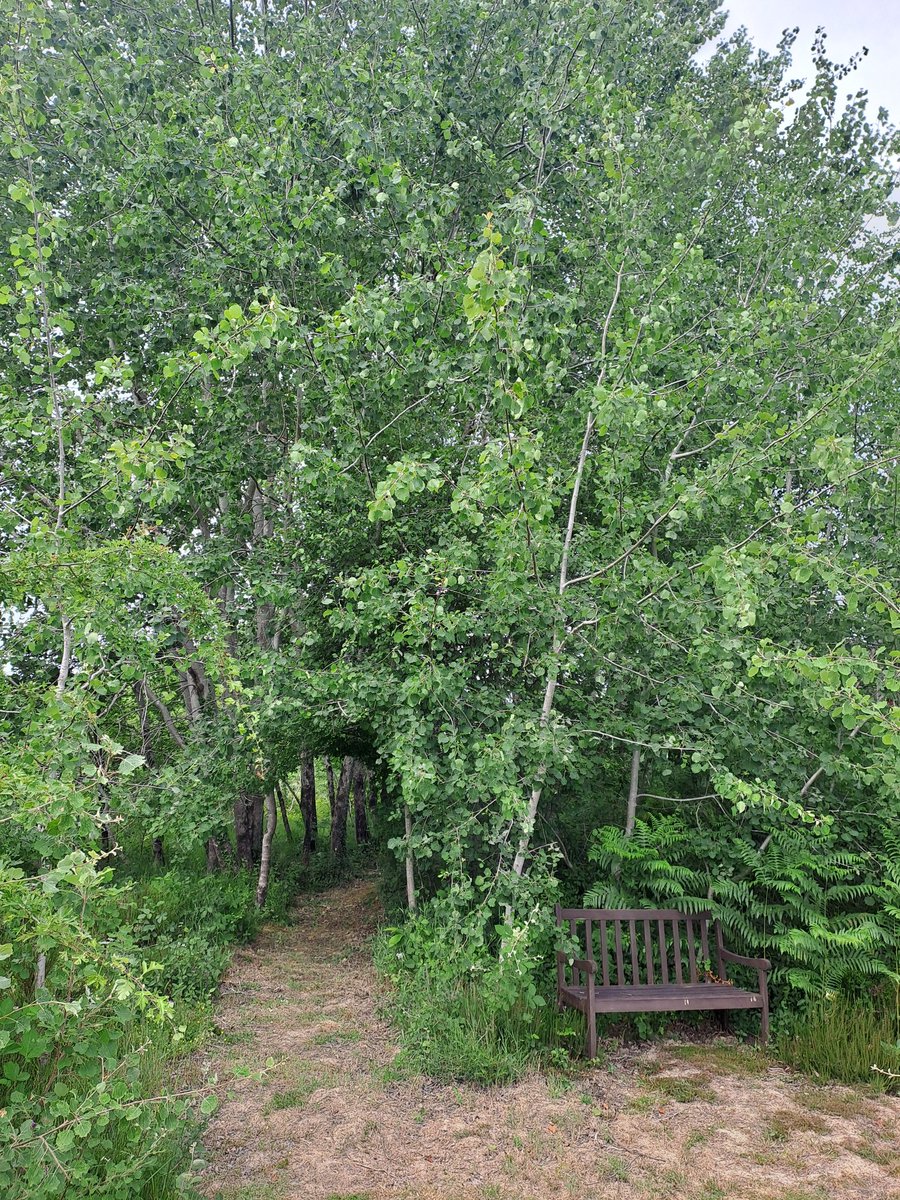 Martin16FR's tweet image. Backyard pathways and portals 
🌳🌲🌿💚
#TreeClub #Nature #Forest 
#rewilding