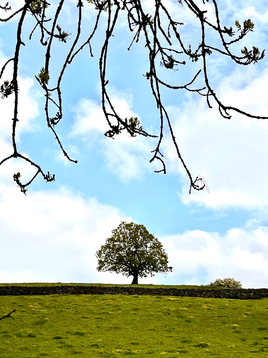 BoosGarden43's tweet image. #TreeClub
