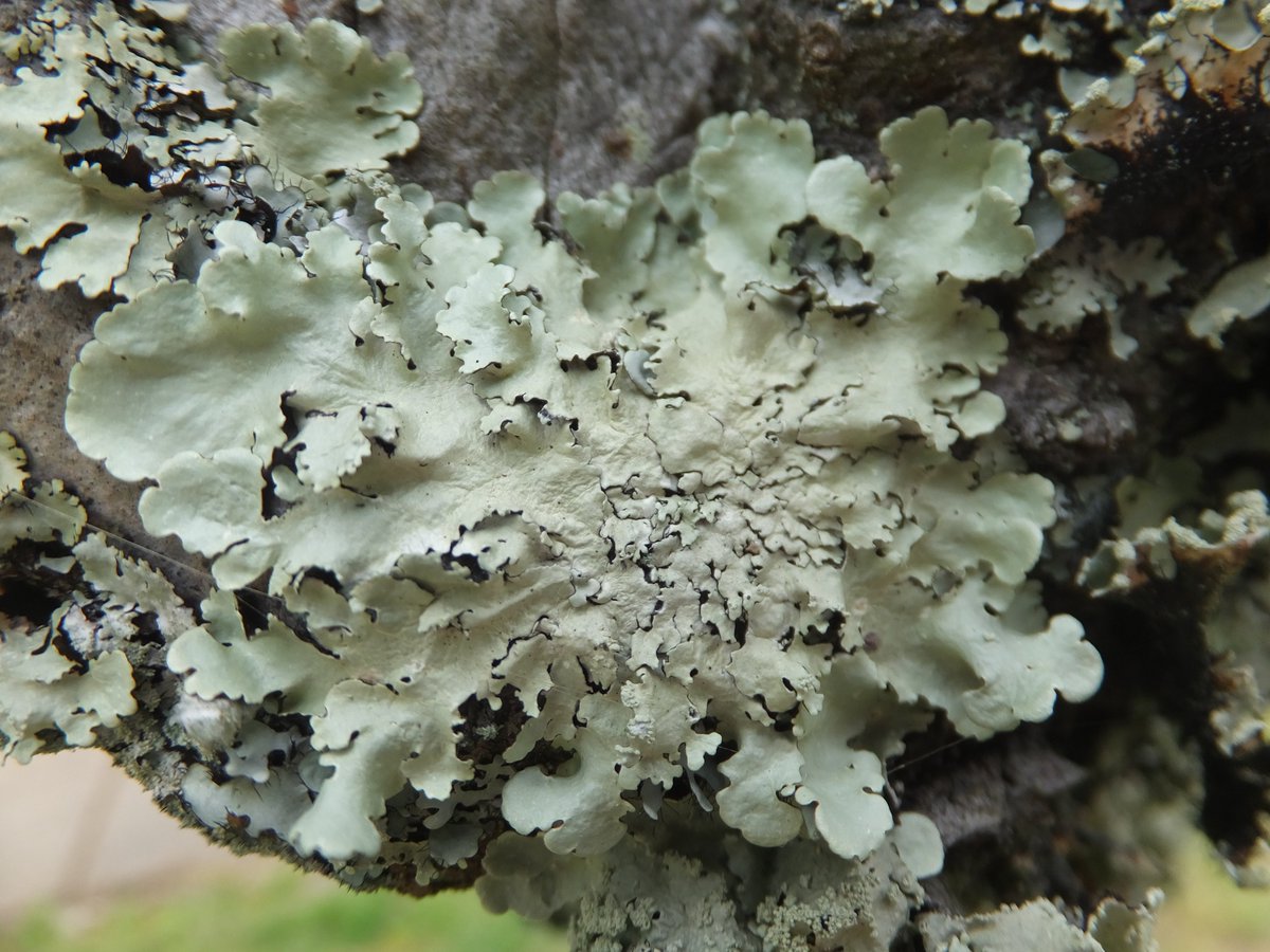 yellow_lic02's tweet photo. 東広島市　鏡山公園
#地衣類 #lichen https://t.co/4tvjBeB6xn