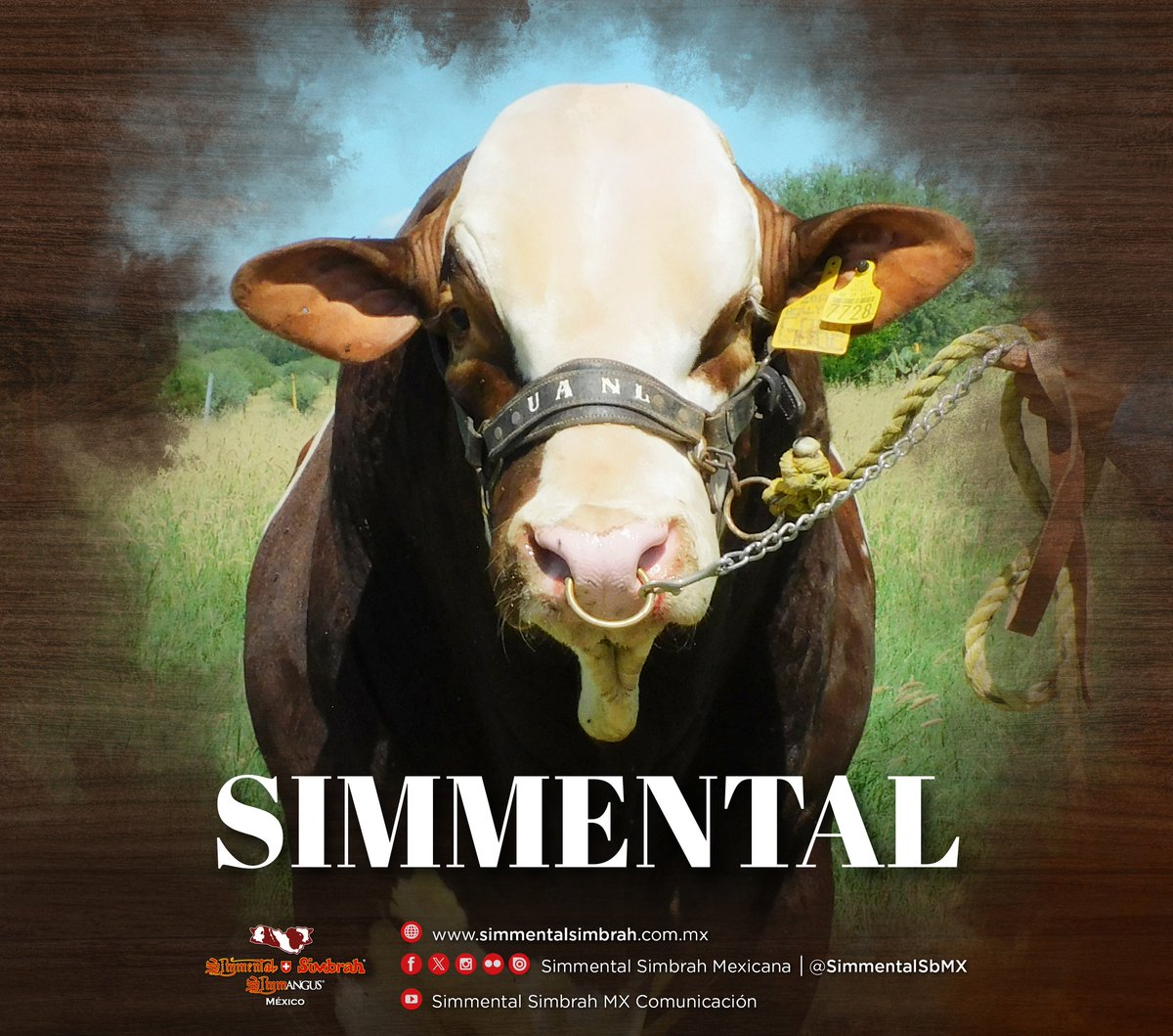 SimmentalSbMX's tweet photo. #SIMMENTAL
Pertenece al grupo No. 4 “Los súper productores doble propósito”, de tamaño moderado a moderado alto, cuerpo largo con potencial lechero sobresaliente, buena habilidad materna, excelente expresión muscular, rentabilidad de la canal, precocidad sexual y alta fertilidad. https://t.co/Kg0HimoekG