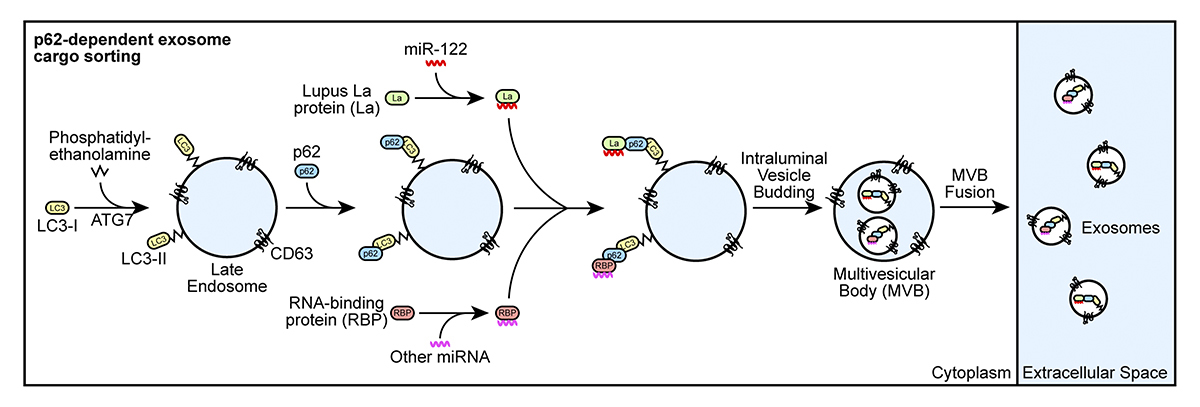 Journal of Cell Biology tweet media