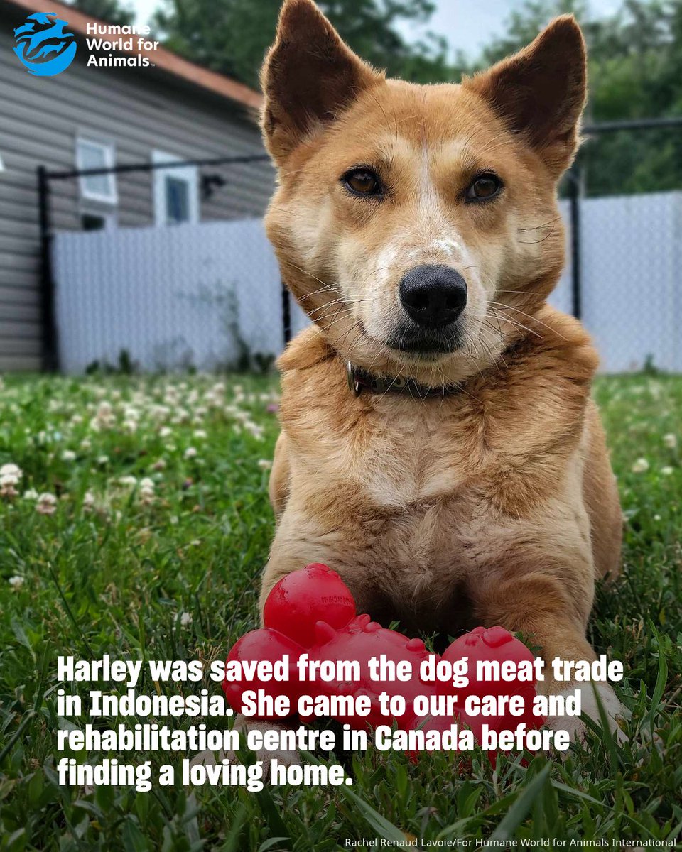 humaneworldcan's tweet photo. 🐾 Animal advocates in Ottawa and 10 cities across five continents submitted a 700,000-signature petition to the Indonesian embassy, calling for an end to the dog and cat meat trade. With nearly 32,000 Canadians who signed, we call for an end to this cruelty. https://t.co/eWEOt7LdUV