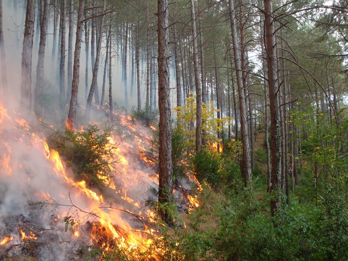 FIRE-RES tweet media