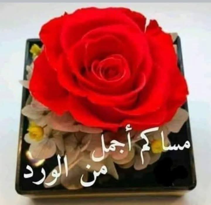 🌼مُـــــنَى 🌼 tweet media