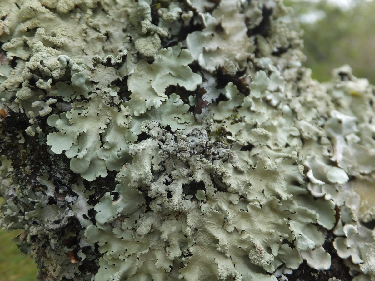yellow_lic02's tweet photo. 東広島市　鏡山公園
#地衣類 #lichen https://t.co/a56xs4NQuU