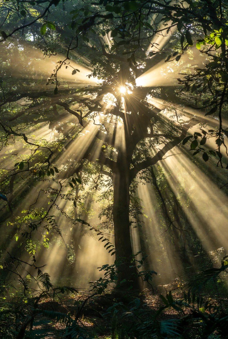 JoanneScottAtoZ's tweet image. #vss365
#haiku

Phantom sunbeams 
Dapple through mighty oak leaves
Light finds a way
