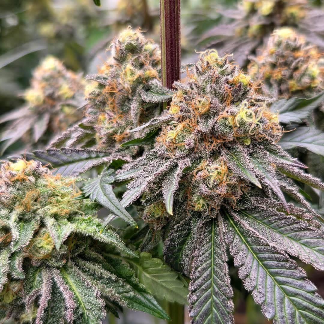 tinosgenetics tweet media