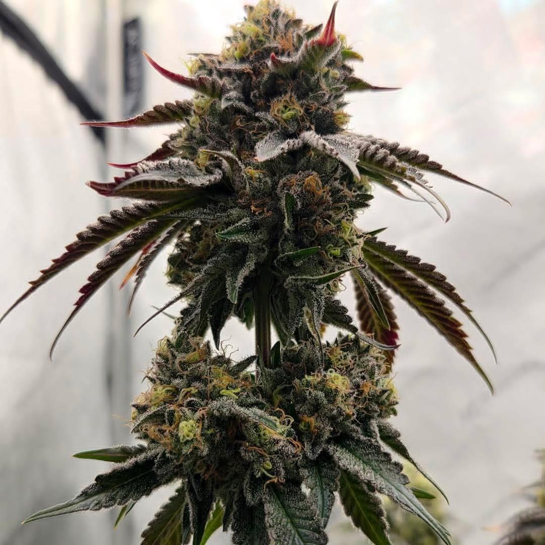 tinosgenetics tweet media