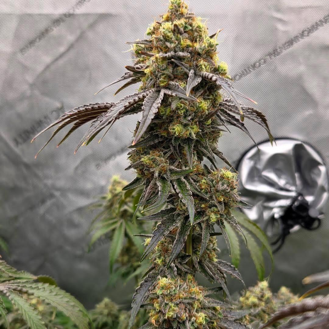 tinosgenetics tweet media