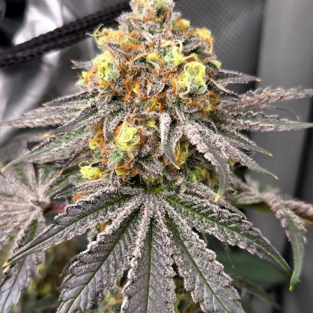 tinosgenetics tweet media