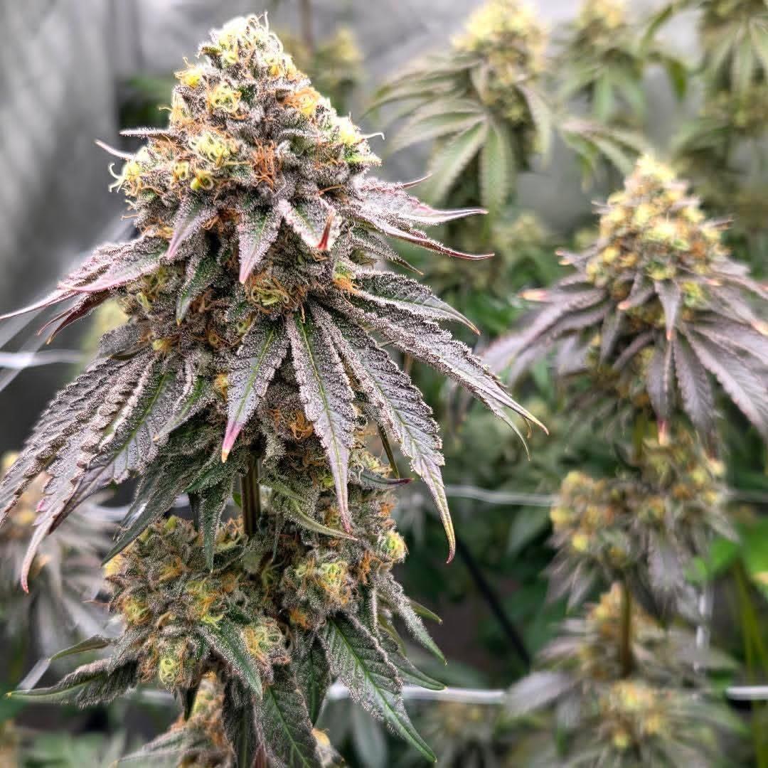 tinosgenetics tweet media