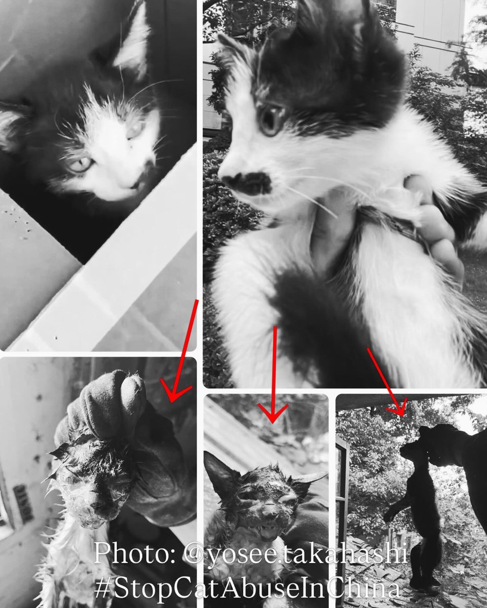 Feline Guardians without borders Japan tweet media