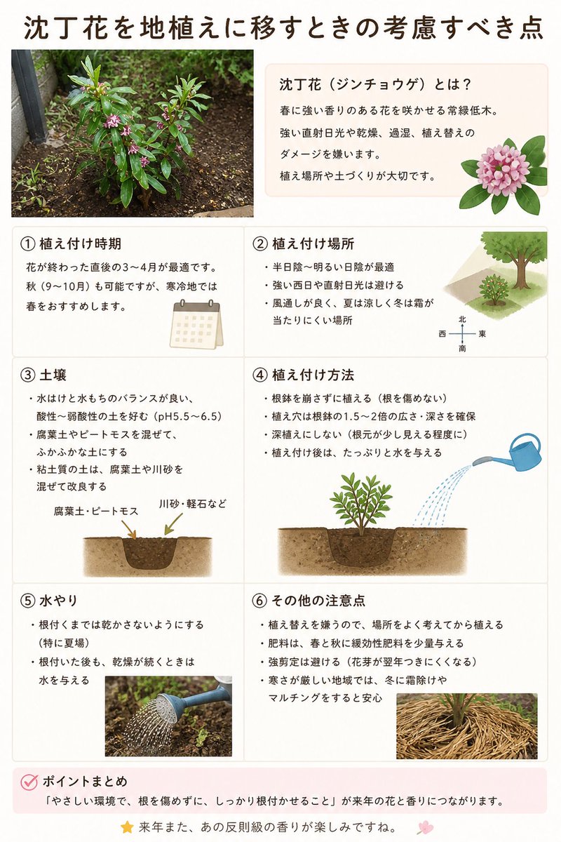 groundcover_jp's tweet photo. 📋 沈丁花を地植えする��に考慮したこと

① 場所
直射日光は避けて「半日陰」
→ 強い西日はNG

② 土
水はけ重視
→ 根腐れしやすいのでここが最重要

③ 植え方
根を崩さない
→ 沈丁花は植え替えストレスに弱い

この3つだけ意識しました。

来年また、
あの香りが戻ってくるかが楽しみです。 https://t.co/I8DOH7WB1i