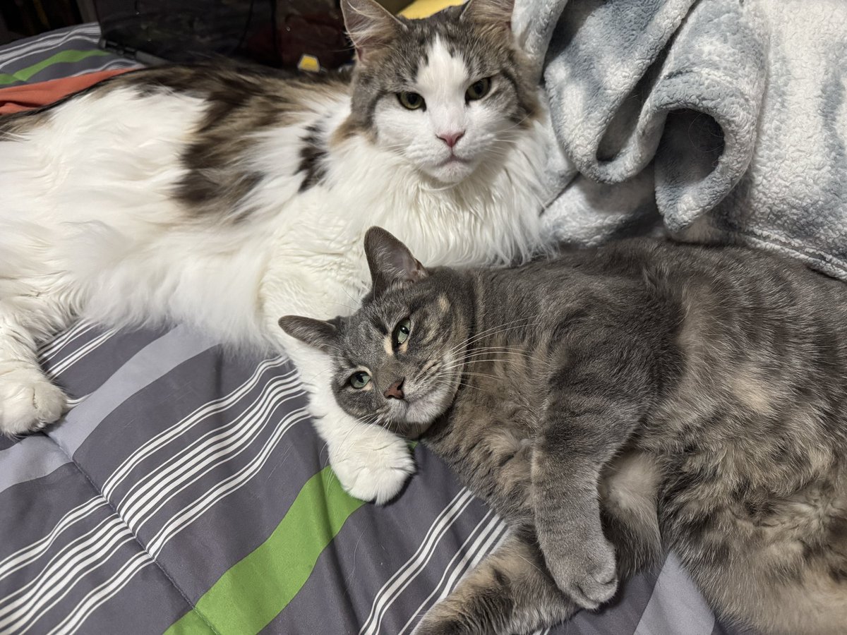 TweetsByBug's tweet photo. Wisteria and Bug would like to invite you to their sleepover https://t.co/j7eLvMVmIP