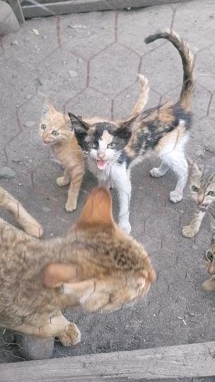 Catherine_cat23's tweet image. The situation to the rescued dogs and cats is too bad right now, kindly please help and donate to save, food is life, let's come together to save the voiceless cats&amp;amp;dogs, donations needed urgently please, donate link in bio
#donations #share #food #fundraising